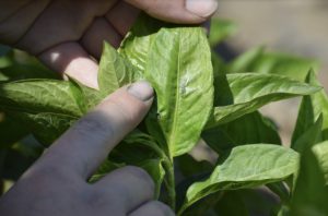 Indigo bio - La Persicaria Tinctoria