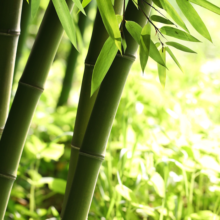 Bamboo