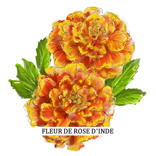 Rose d'inde