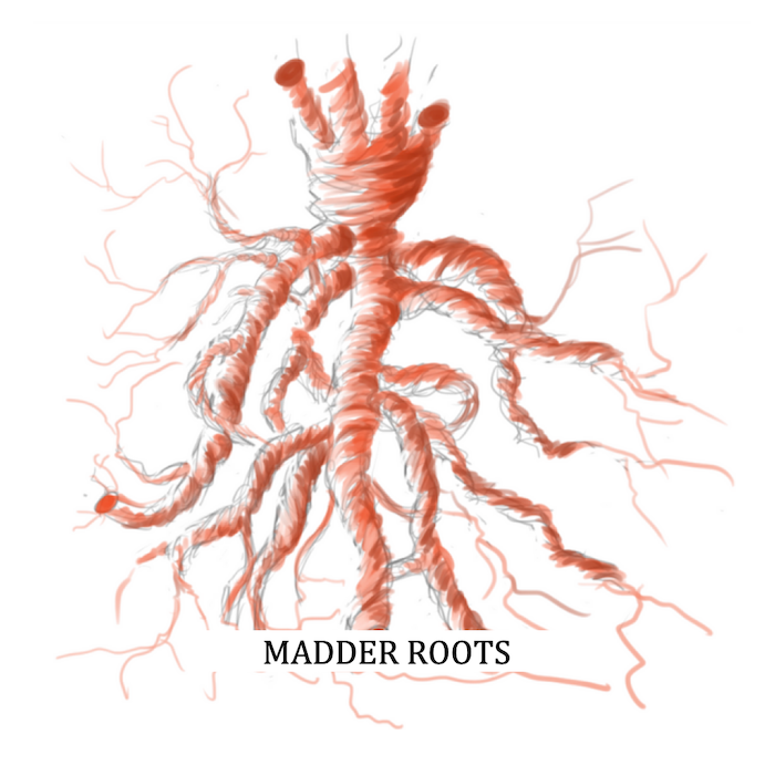 Natural Dyes from Fibre Bio - Madder Roots Image - Natural Dyeing Services from Fibre Bio