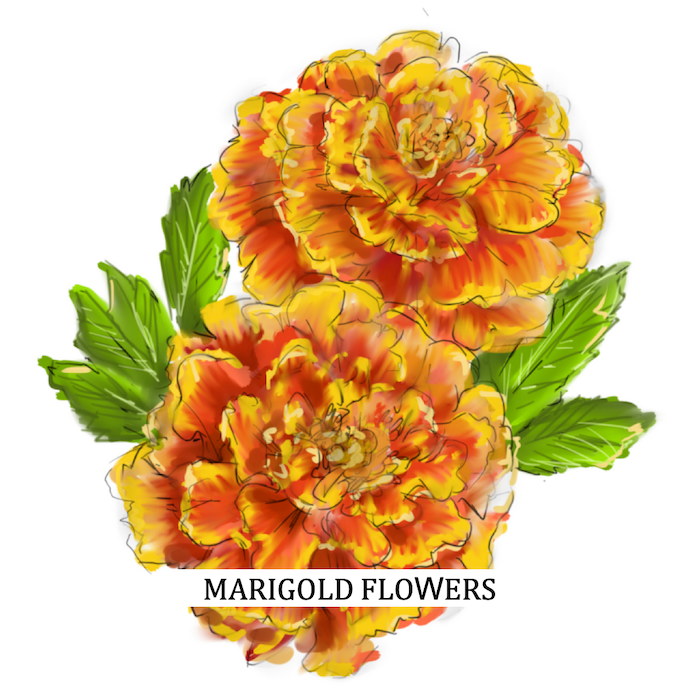 Natural Dyes from Fibre Bio - Marigold Flowers Image