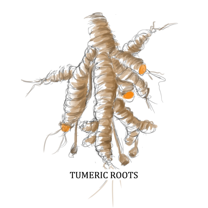 Natural Dyes from Fibre Bio - Tumeric Roots Image