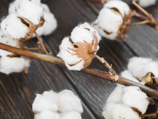 coton doux