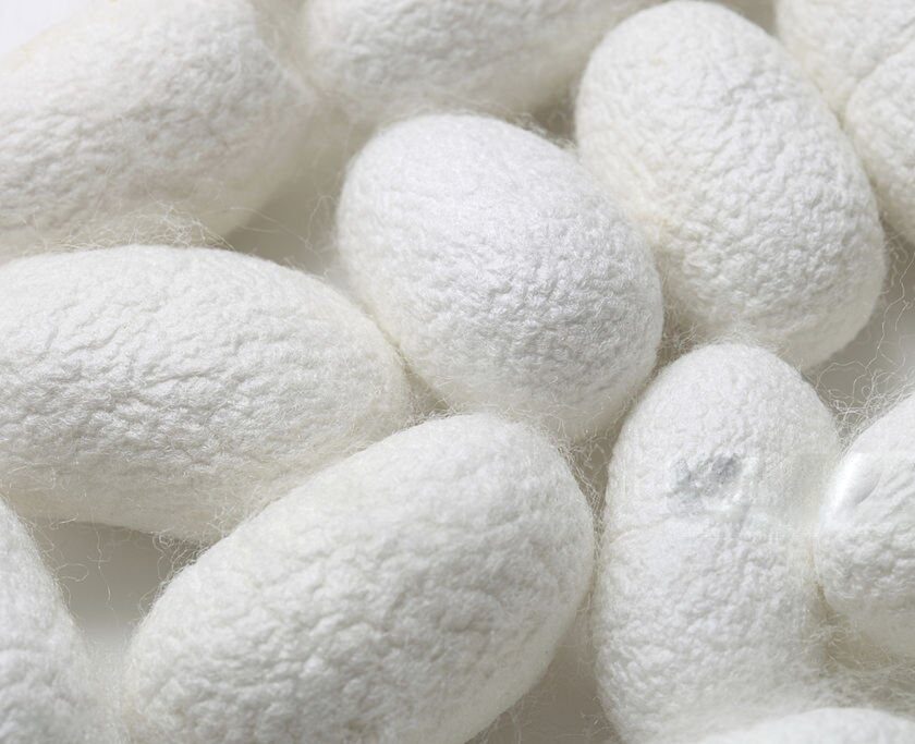 Cocons blancs