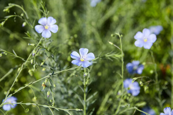 Fleurs bleues de lin (Linum usitatissimum) dans un champ verdoyant