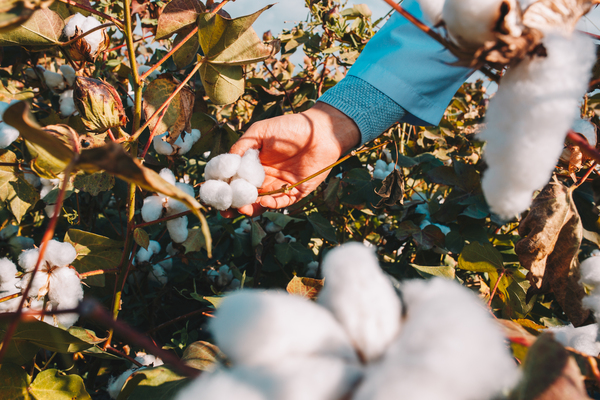 Main cueillant du coton biologique sur une plante dans un champ